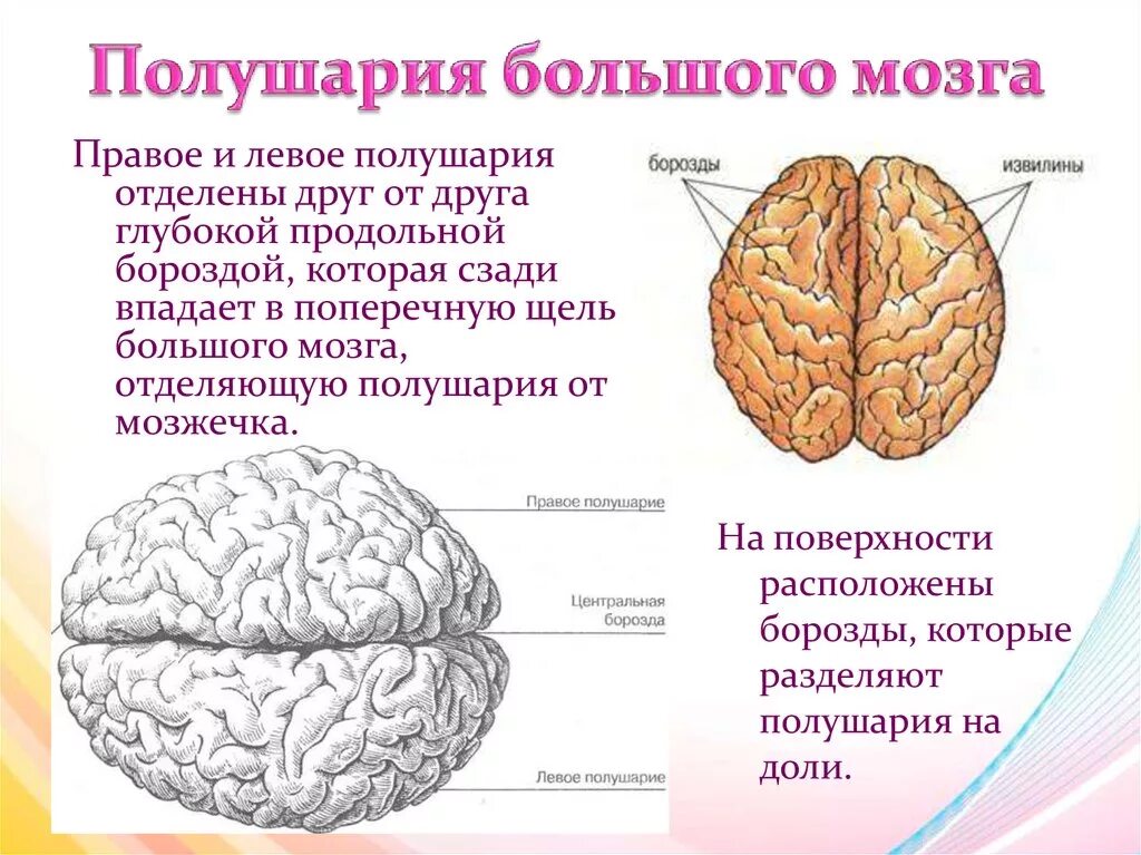 Строение больших полушарий головного мозга у хищников. Основные доли больших полушарий. Большие полушария головного мозга структура. Большие полушария переднего мозга подразделяются на доли. Строение наружное строение полушарий большого мозга.