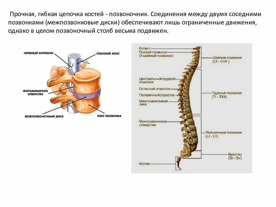 Изгибы костей. Позвоночный столб соединения позвонков. Соединение позвонков Позвоночный столб в целом. Виды соединений позвонков в позвоночном столбе. Типы соединения костей в позвоночном столбе.