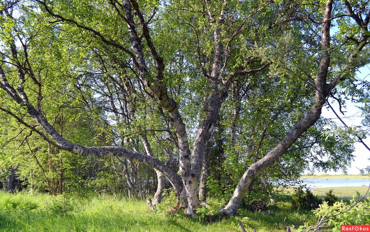 Северный березки. Танцующие деревья на Соловках. Танцующие березы. Танцующие березы на Соловках. Серебряков деревья.