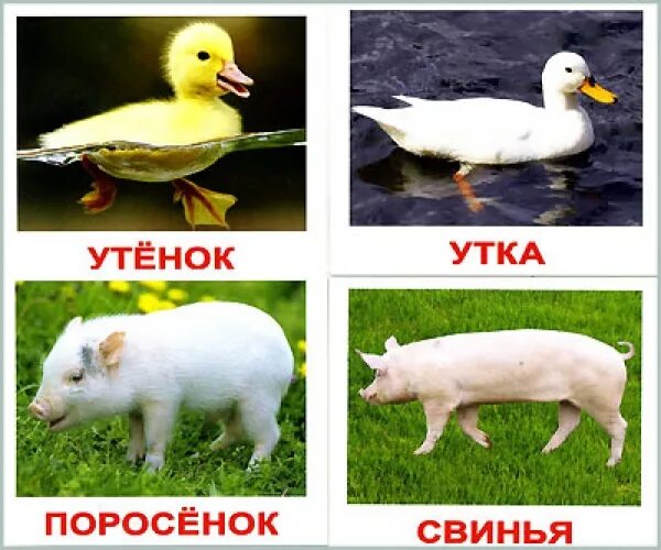 карточки по методике глена домана. карточки домана домашние животные вундеркинд с пеленок. домана. обучающие карточки. домашние животные.