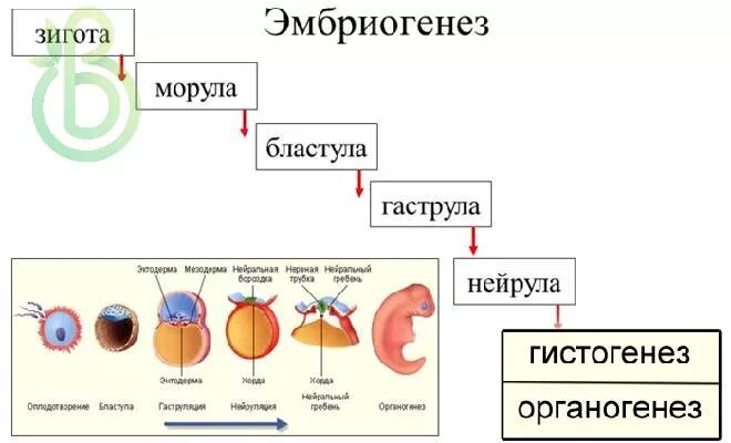 Эмбриогенез зигота. Эмбриональное развитие зигота бластула гаструла нейрула. эмбриональный период развития с морулой. морула бластула гаструла нейрула таблица. стадии эмбриогенеза морула.