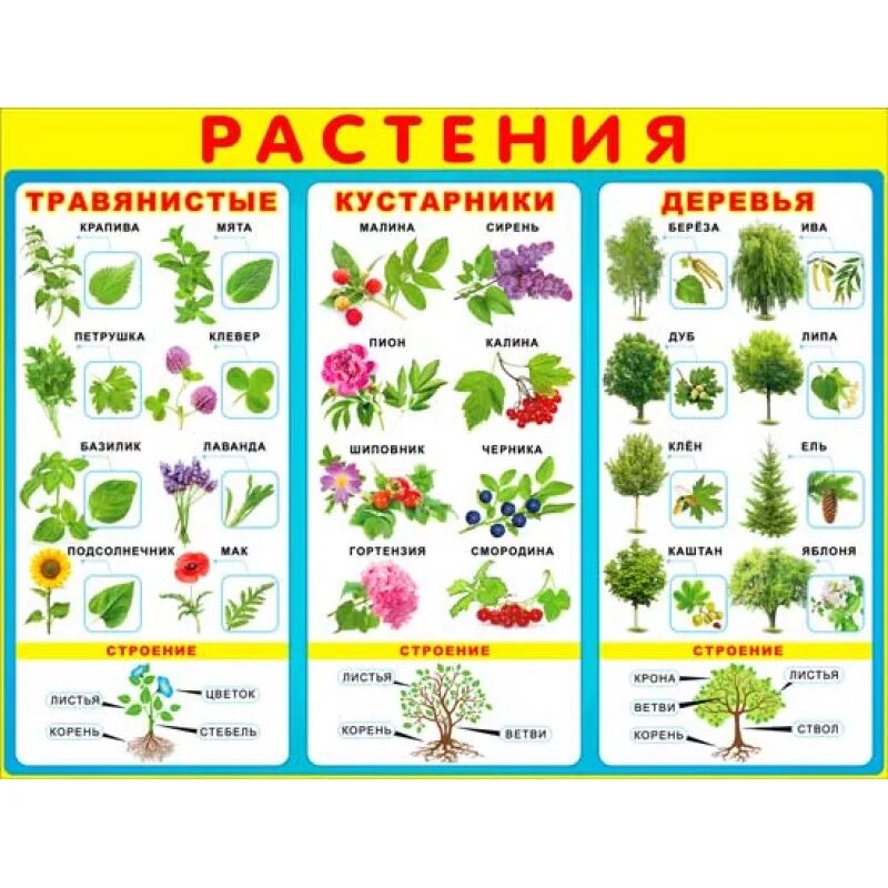 Растения из двух слов. Растения. Плакат. Деревья и кустарники для дошкольников. Виды растений для дошкольников. Кустарники названия.