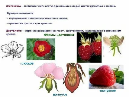 Функция цветоложе