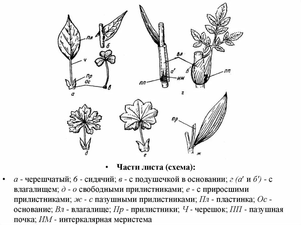 Строение цветка прилистники. Прилистники раструб листа. Прилистники это часть цветка. Морфология листа ботаника.