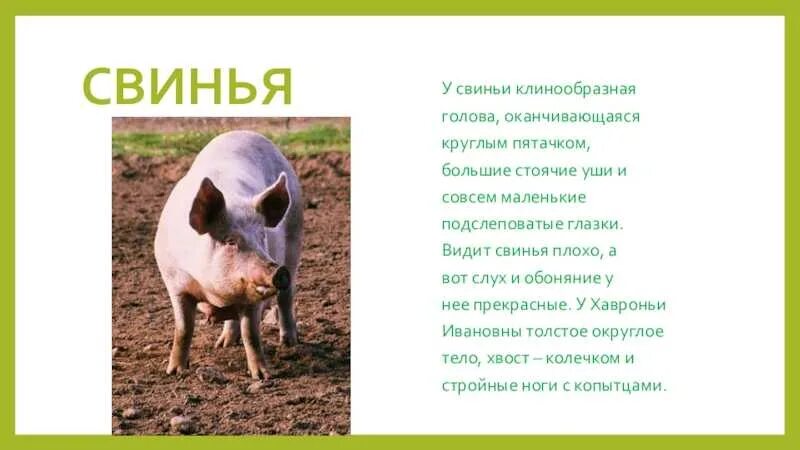 Сообщение о свинье. Описание свиньи для детей. Свинья для презентации. Доклад о свинье.