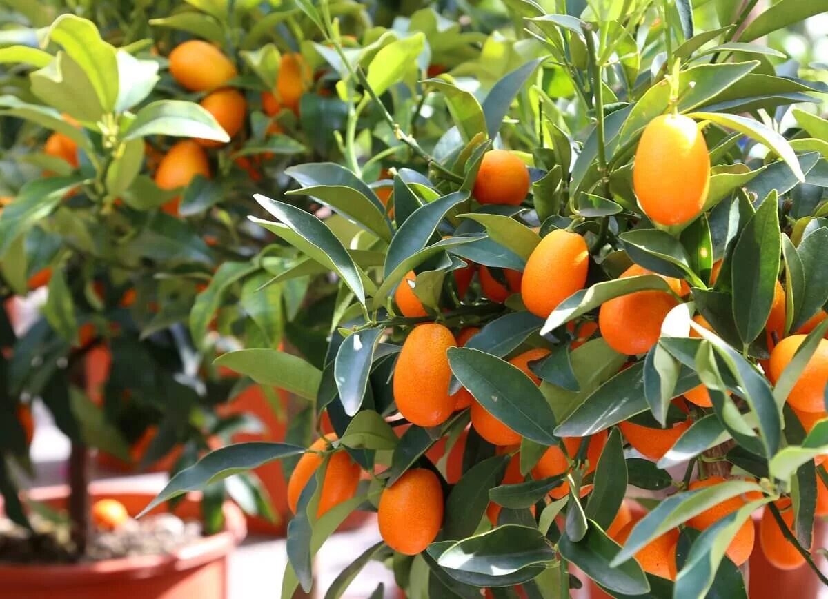 Кумкват в руке. Фрукт цитрус кумкват. Кумкват лара. Кумкват как его едят. Кумкват апельсин.