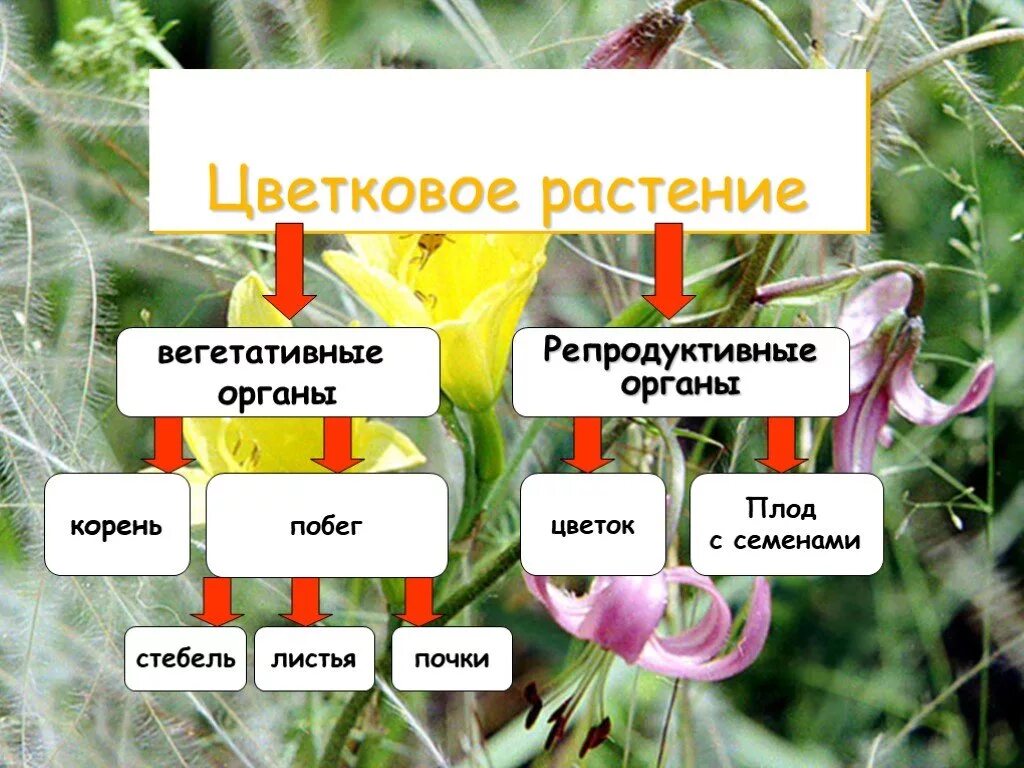 Органы цветковых растений вегетативные и репродуктивные. Органы цветкового растения вегетативные и генеративные. Назовите вегетативные органы растений. Репродуктивные органы цветка.