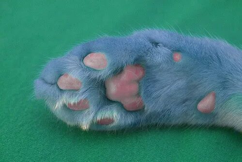 Голубая лапка. Кошачья лапка. Синие кошачьи лапки. Мохнатая лапа голубого кота. Лапа голубого кота.