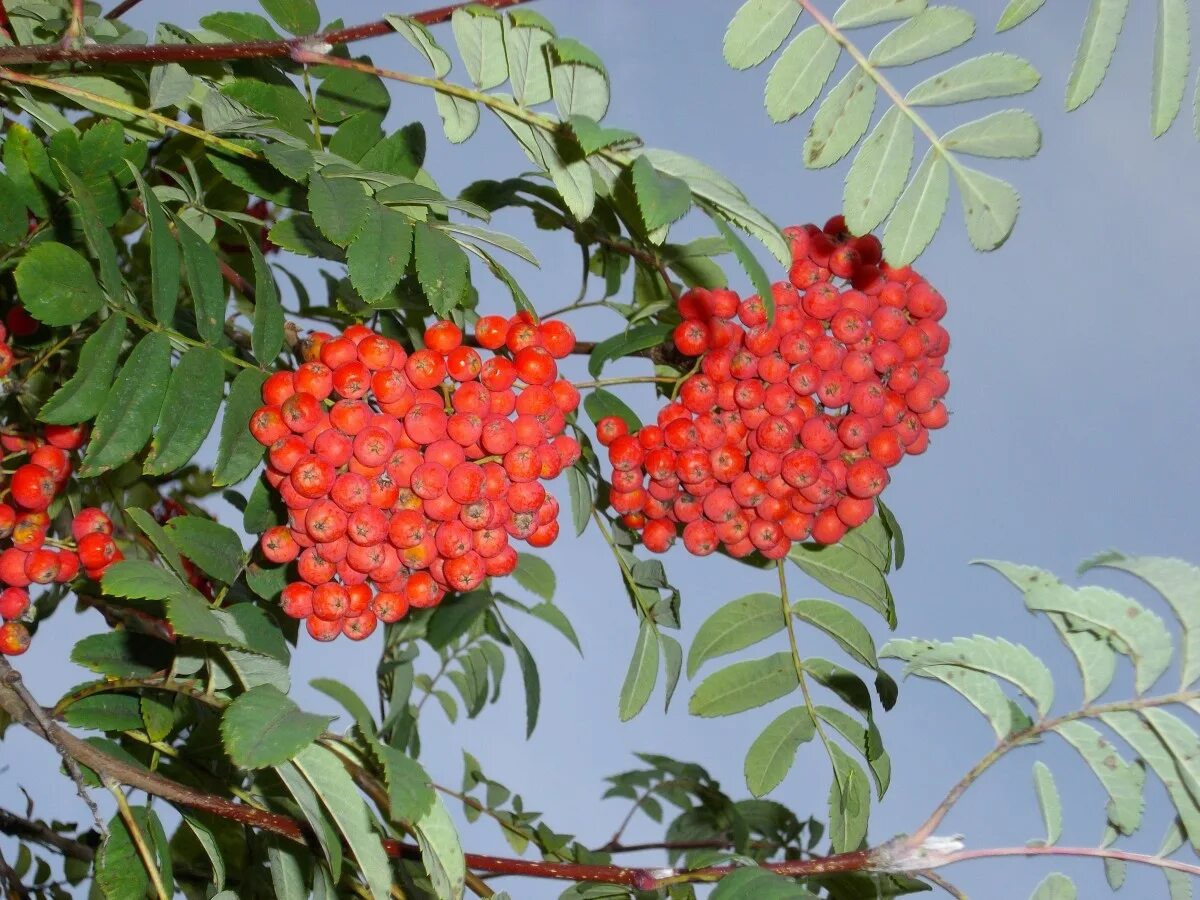 Sorbus matsumurana рябина Матсумура. Рябина обыкновенная Сорбинка. Рябина красноплодная. Рябина Саржента.