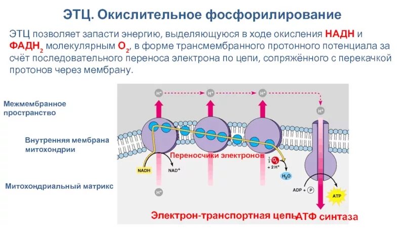 Ферменты окислительного фосфорилирования. Электрон-транспортная цепь исходные вещества. Дыхательная цепь и окислительное фосфорилирование. Окислительное фосфорилирование биохимия. Цепь окислительного фосфорилирования.