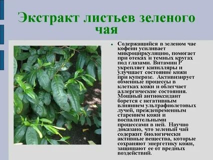 В листьях содержится