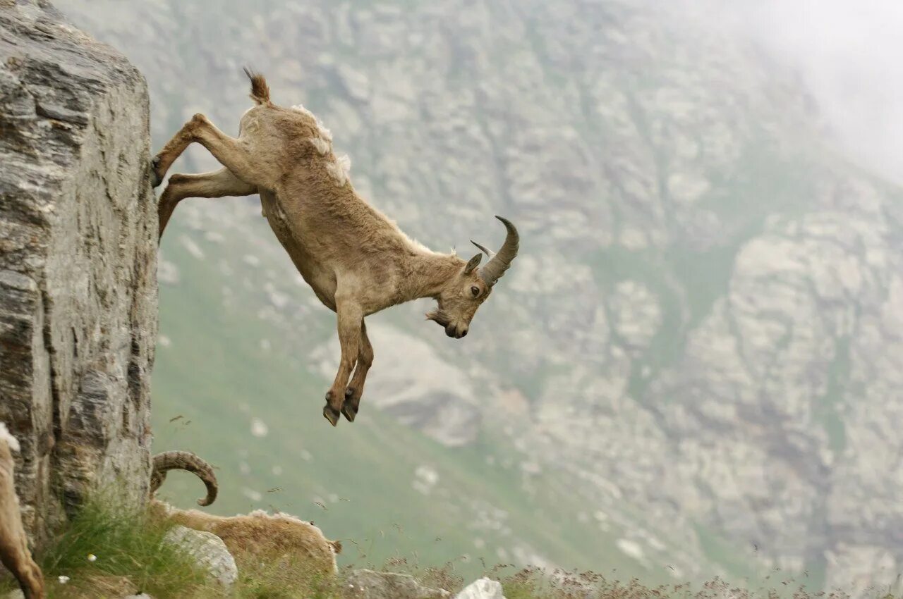 Горный козел. Горный козёл в горах. Горные козлы на скалах. Коза на скале.
