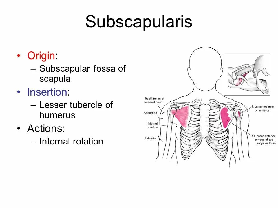 Fossa subscapularis. Scapula fossa subscapularis. фосса субскапулярис. fossa subscapularis on scapula. m subscapularis.