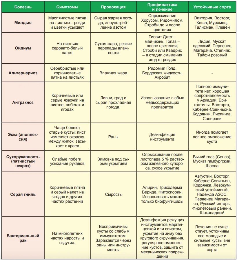 От болезни винограда весной. Болезни и вредители винограда описание с фотографиями. Болезни винограда таблица. Схема профилактической обработки винограда. Препараты для обработки винограда от вредителей и болезней.