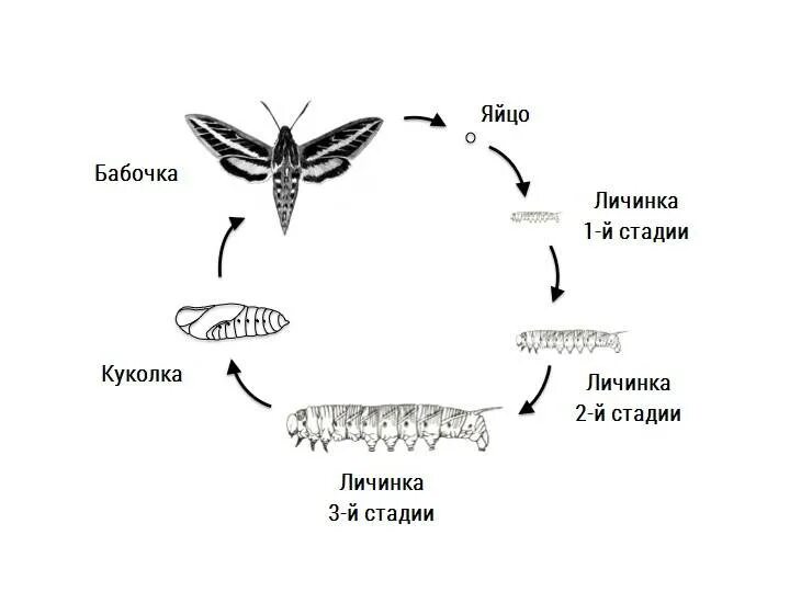 Бражник бабочка размножение. Бражник размножение. Яйца бабочки БРАЖНИКА. Цикл развития бабочки.