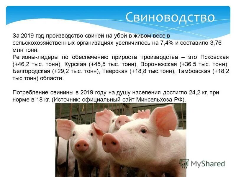 Половина мирового поголивмя сверец приходится. Страны производители свинины. Мировое поголовье свиноводство. Страны лидеры по производству свинины в мире. Страна лидер по производству свиней.