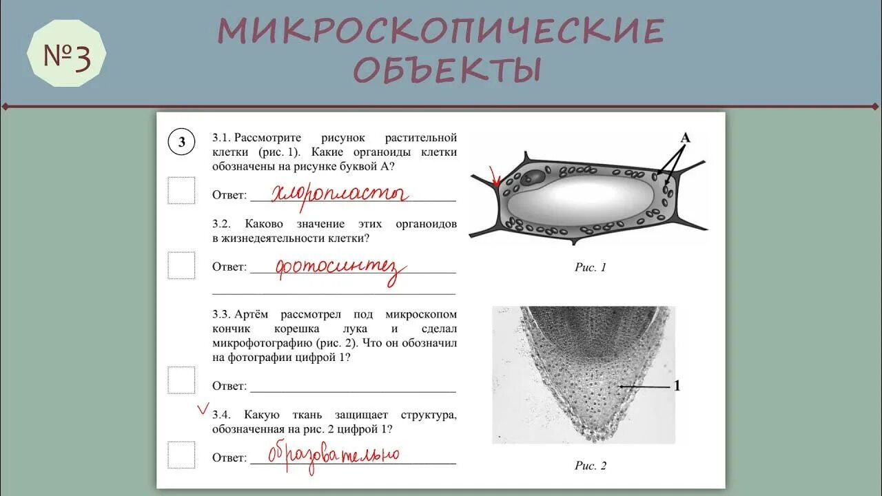 Впр гео 6 класс. ВПР биология. ВПР биология 6 класс. ВПР по биологии 6. Задания ВПР по биологии 6 класс.