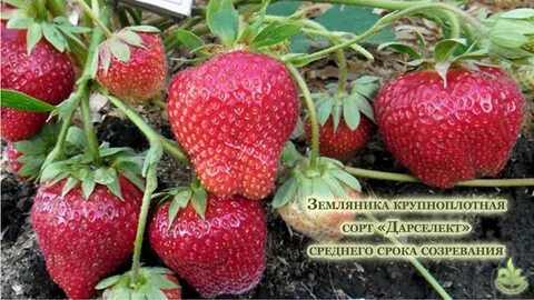 Дарселект клубника описание и отзывы фото