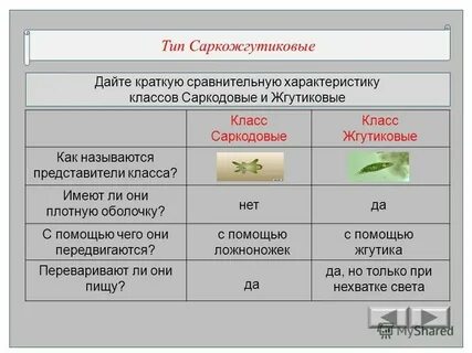 Тип саркожгутиковые
