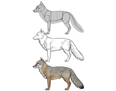 Корсак для детей