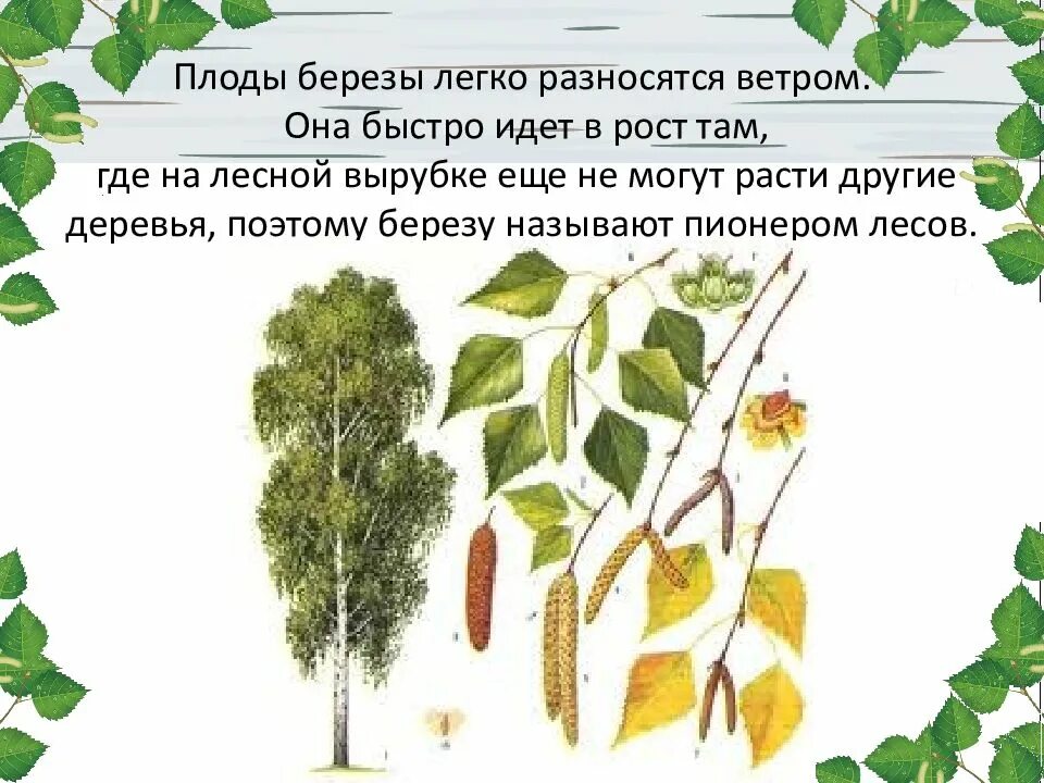 Какие плоды у березы. Береза бородавчатая. Береза повислая цветение. Плоды березы. Дерево и плоды береза.