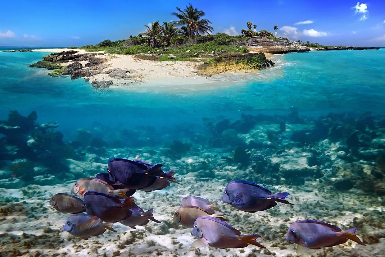 Симиланские острова подводный мир. Коралловые рифы Карибского моря. Карибское море голубая Лагуна. Коралловый риф Бора Бора.