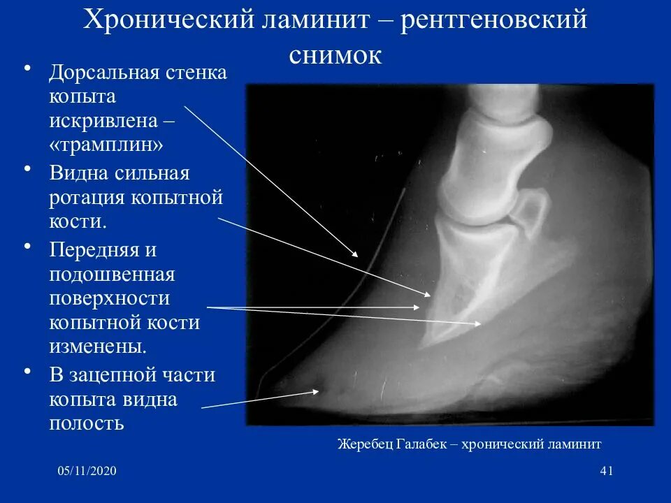 Ламинит. Копыто лошади рентген ламинит. ламинит у лошадей рентген. дорсальная стенка копыта. дорсальная стенка копыта лошади.