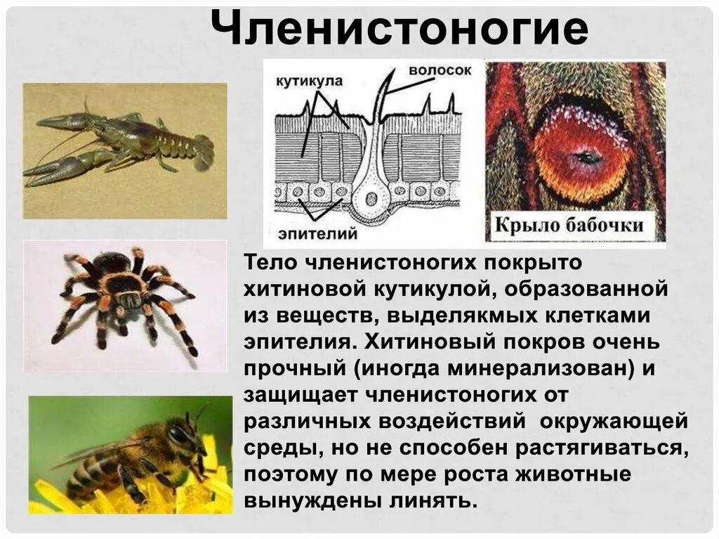Покровы каких животных образованы хитином огэ. Тело членистоногих. тело членистоногих покрыто. членистоногие покровы. членистоногие покровы тела.