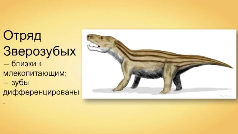 Почему зверозубые получили такое название. Отряд зверозубые. предок млекопитающих зверозубые. зверозубый ящер. зверозубый ящер переходная форма.