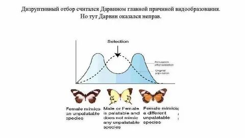 Дизруптивный разрывающий отбор примеры