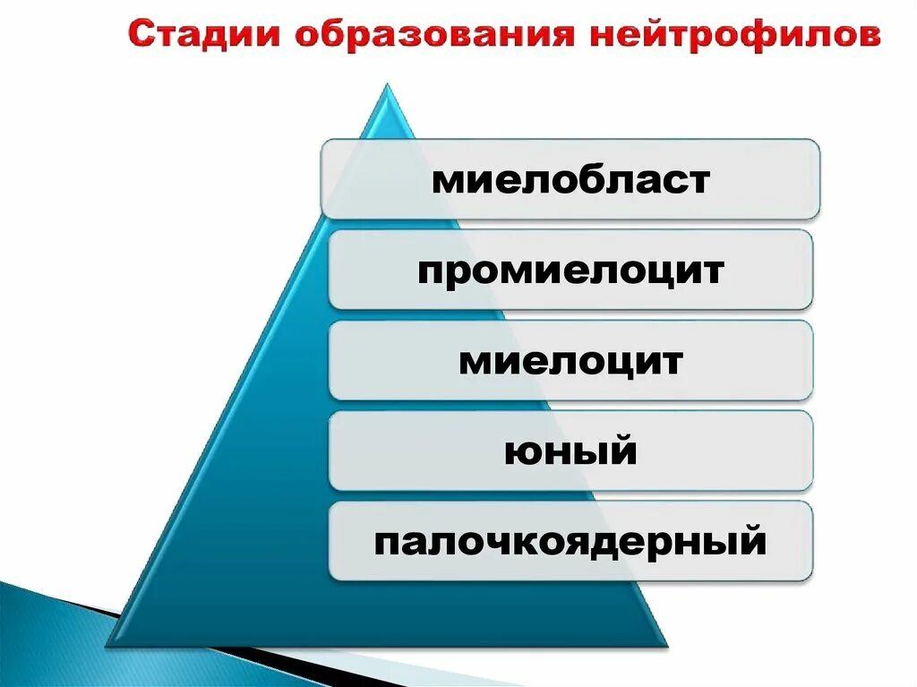 Основные стадии образования. Стадии образования. этапы образования. образование этапы образования. этапы образования человека.