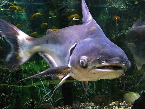 Акулий сомик пангасиус. Акулий сомик пангасиус. Акулий сом (аквариумный) пангасиус. Акулий сом пангасиус. Акула сом.