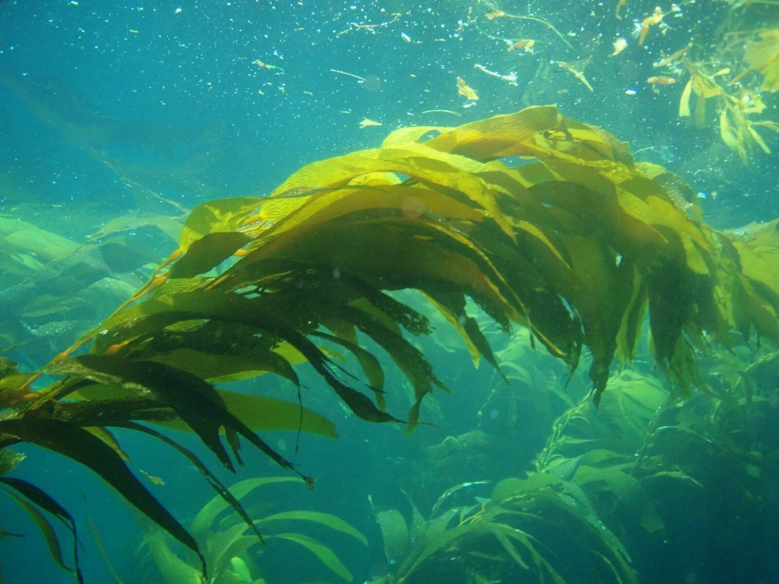 Водоросли и свет. Ундария перистая водоросль. Морские водоросли ламинария. Бурые водоросли ламинария. Водоросли Undaria pinnatifida.