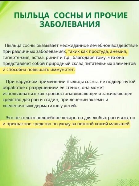 Сосновые шишки с пыльцой. Сосновая пыльца в народной медицине. Пыльца сосны альпийской. Пыльцы сосны лечебные. Сосновый пыльца свойства и применение