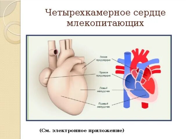 Четырехкамерное сердце. Четырехкамерное сердце млекопитающих. Четерех камерное сердце. Четырх кам5рное сердце. Четырехкамерное сердце наличие диафрагмы