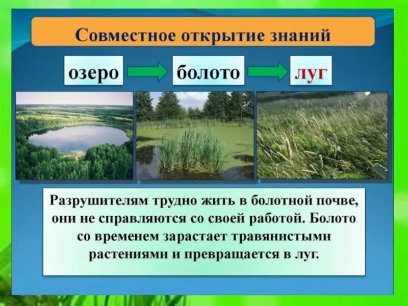 Природное сообщество образуют. Экосистема болота. Экосистема луг. Производители болота. Экосистема болота Разрушители.