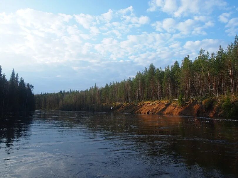 Река Билярка. Курьядор Коми. Золота в реках Республики Коми. Коми сам. Воды рек коми