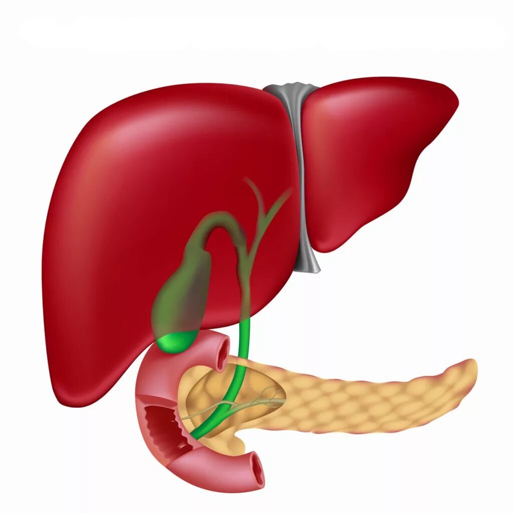 Сильно болит желчный. Желчекаменная болезнь анатомия. Печень поджелудочная железа желчный пузырь. Холецистит анатомия желчного пузыря. Анатомия печень желчный пузырь протоки.