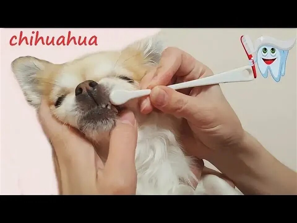Зубы собаке чихуахуа. Чем чистить зубы чихуахуа.