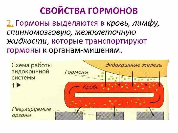 Назовите свойства гормонов. Основные свойства гормонов. Перечислите свойства гормонов. Перечислите основные свойства гормонов. Гормоны выделяются.