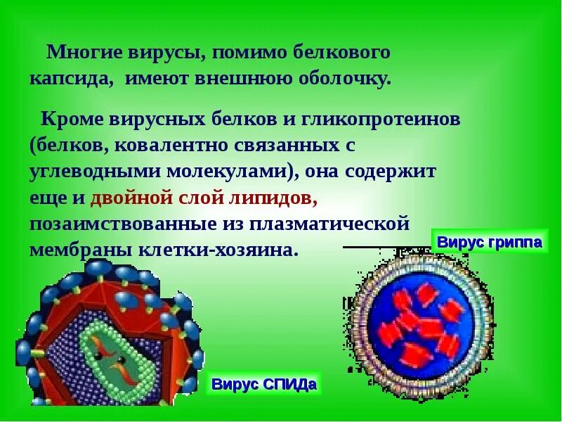 Каким основным свойством не обладают вирусы отсутствие. Вирусы презентация. Вирусы слайд. Капсид вирусов образован. Капсид вируса гриппа.