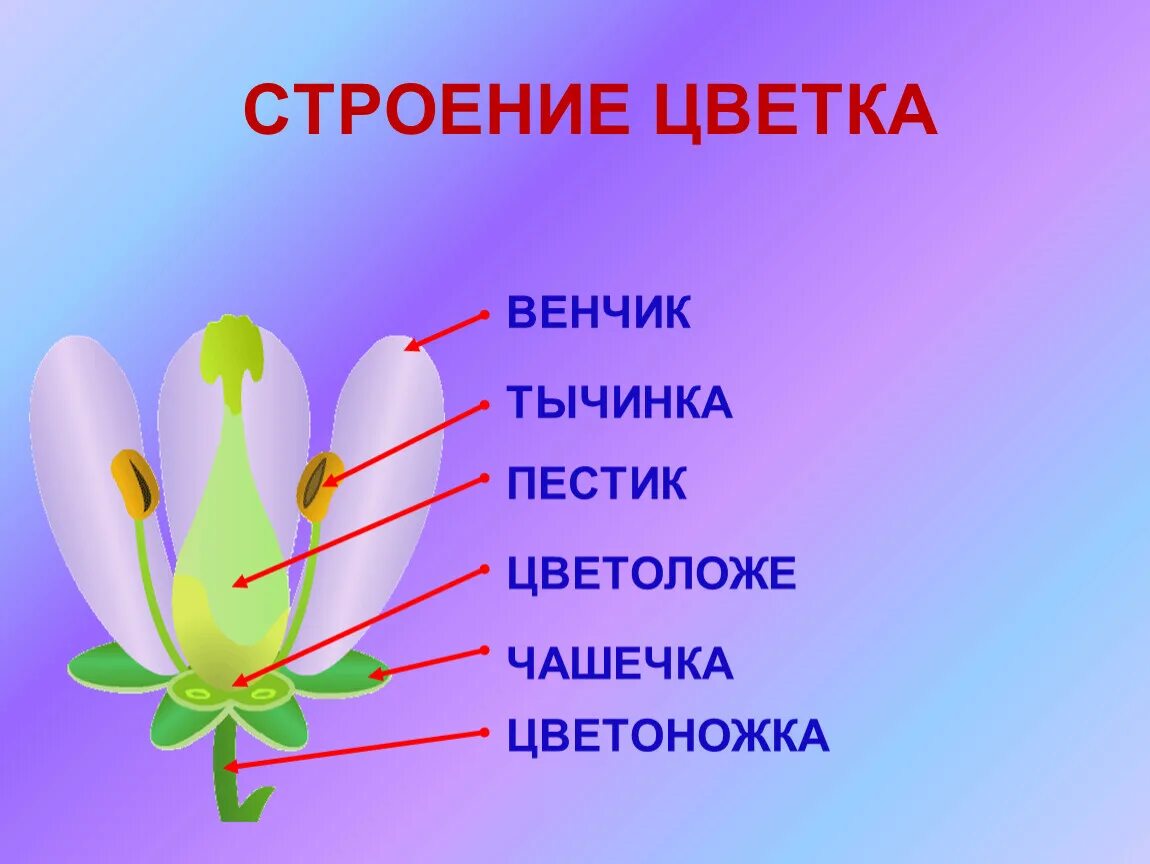 Цветок венчик зародыш какое понятие следует вписать. Цветок биология венчик. Строение цветка. Строение цветка венчик. Цветы веник.