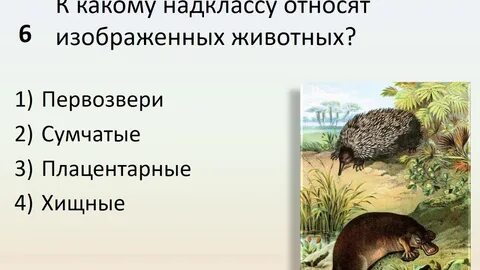 Плацентарные представители