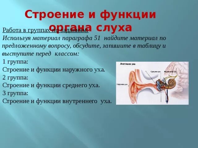 Строение и функции слухового. Строение слухового анализатора 8 класс биология. Строение слухового анализатора 8 класс. Орган слуха 8 класс биология. Органы слуха слуховой анализатор биология 8 класс.