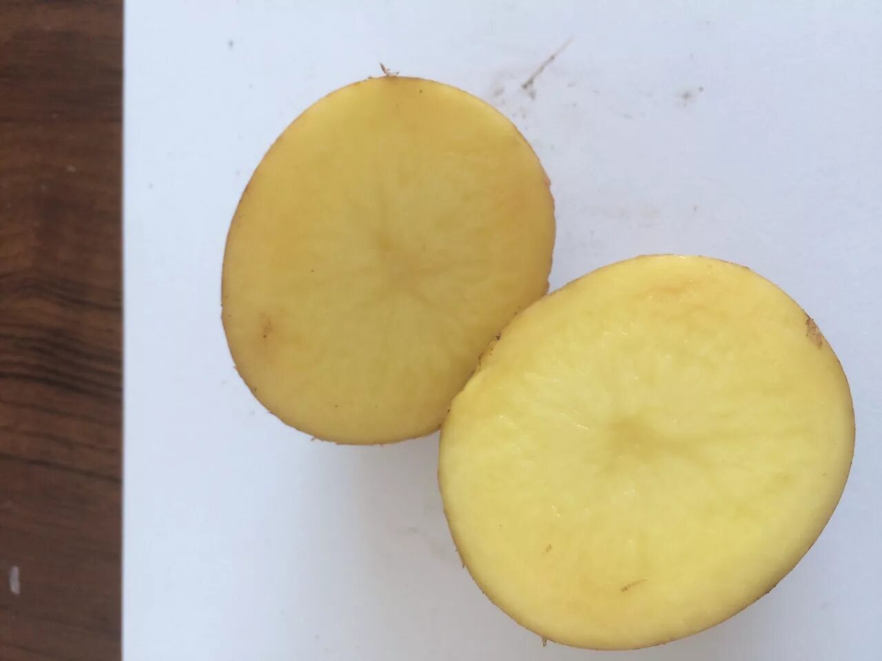 рисунок поперечного среза клубня. тонкий срез клубня картофеля. поперечный срез клубня. тонкий срез клубня картофеля. тонкий срез клубня картофеля.