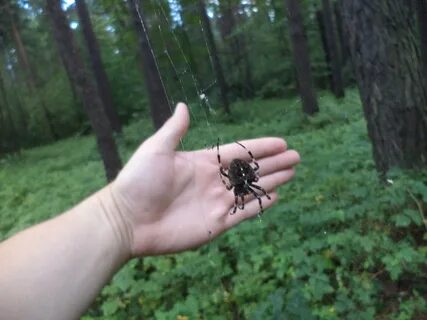 Опасные насекомые в лесу