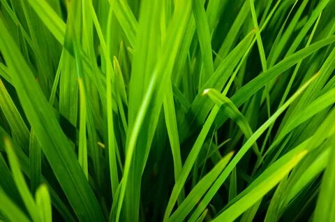 Grass 7