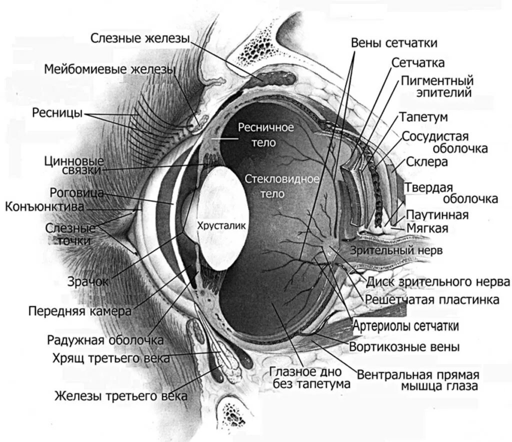 Анатомические структуры органа зрения анатомия. Топографическая анатомия строения глаза. Структура глазного яблока схема. Анатомия органов зрения строение глазного яблока строение. Слезные железы у собак