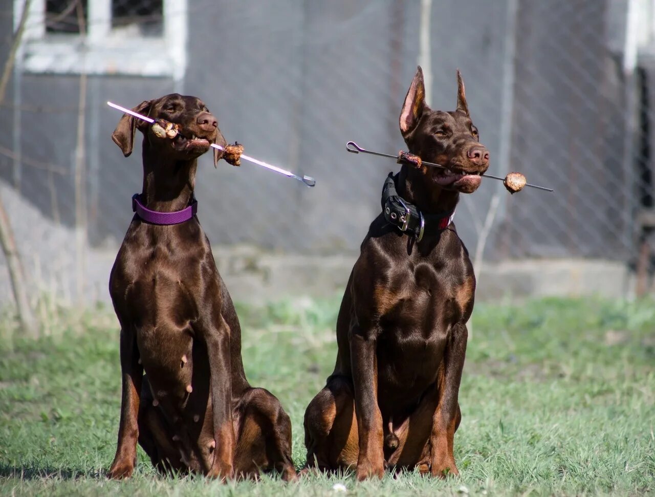 Доберман 2023. Доберман 3 года. Толстый доберман. Стоимость австралийского добермана. Ласковый доберман.