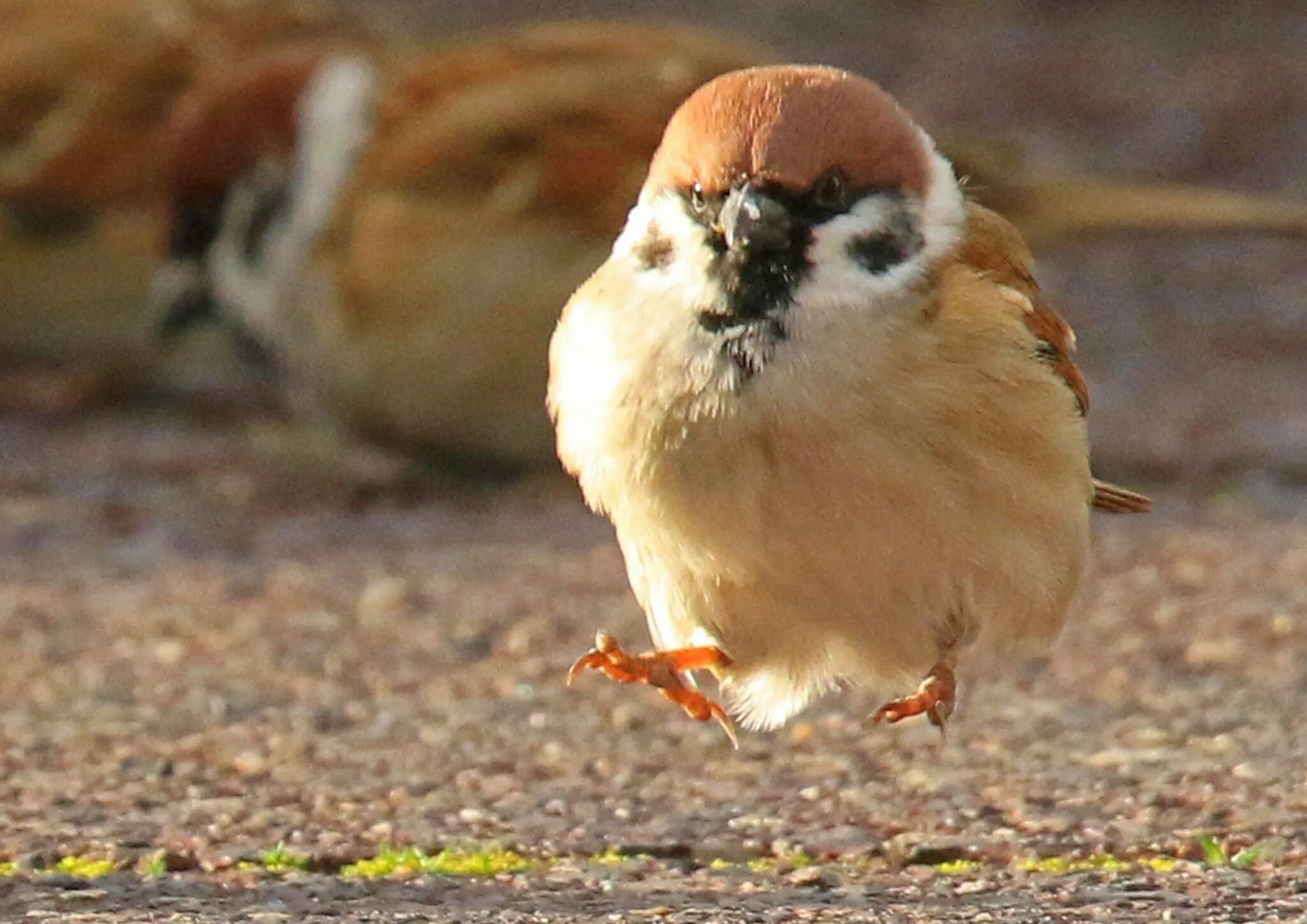 веселый воробей. смешной воробушек. злой воробей. смешной воробушек. забавные воробьи.